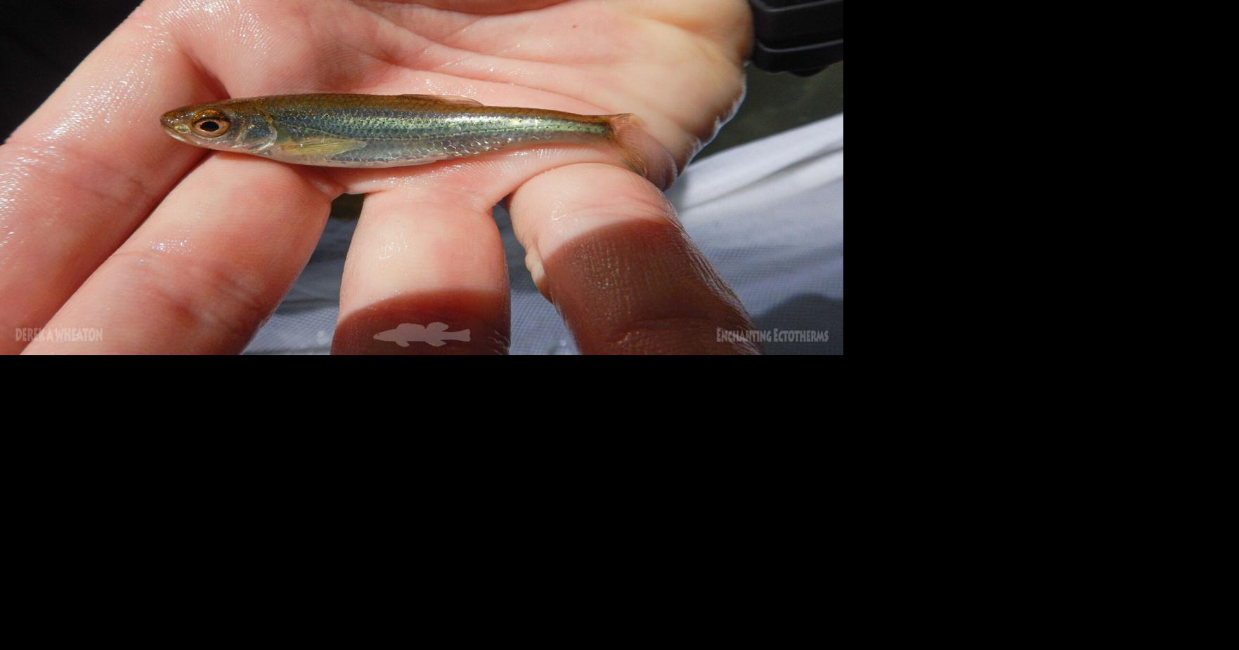 Rare fish in upper James River could get federal protection