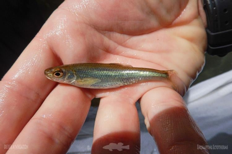 Rare fish in upper James River could get federal protection