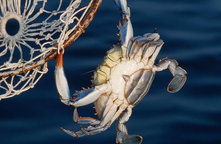 The sad saga of the Chesapeake Bay blue crab, Forum