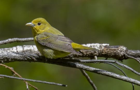 Frankly, Scarlet, it’s a tanager … but not really a tanager