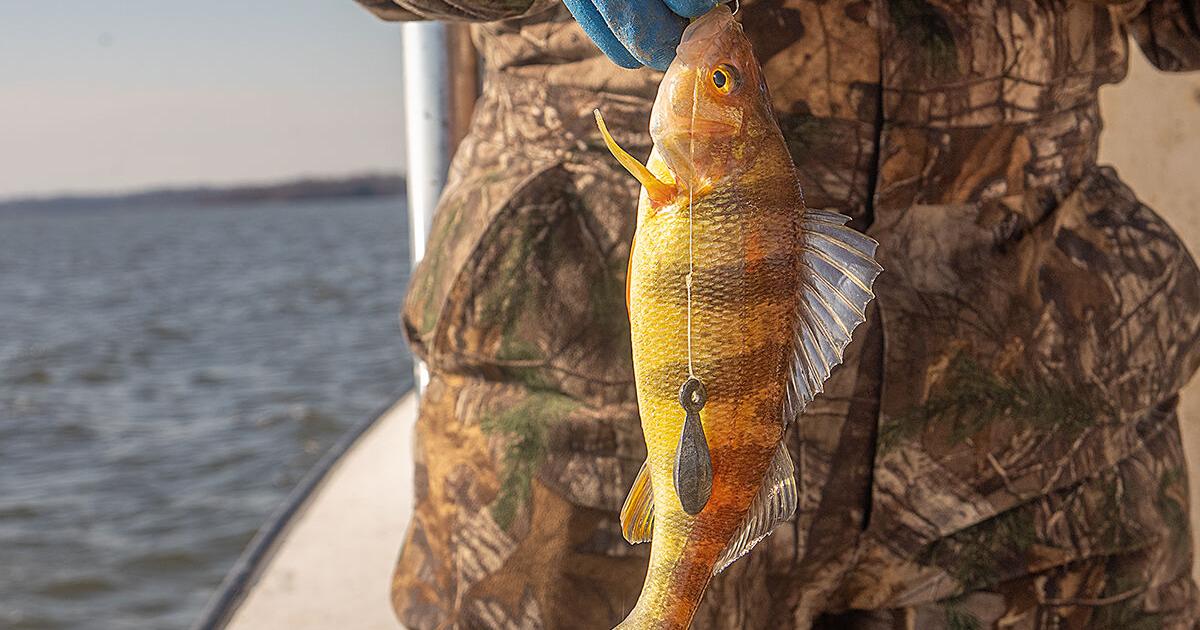 Maryland lowers recreational catch limit for struggling yellow perch