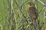 Saltmarsh sparrow