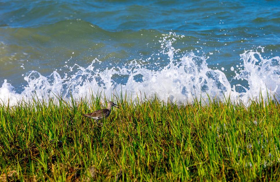 What are the Chesapeake Bay's marshes worth? New study suggests billions - The Chesapeake Bay Journal