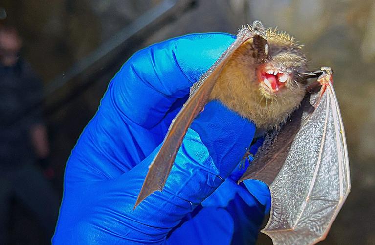 Pennsylvania researchers test new strategies to fight deadly bat ...