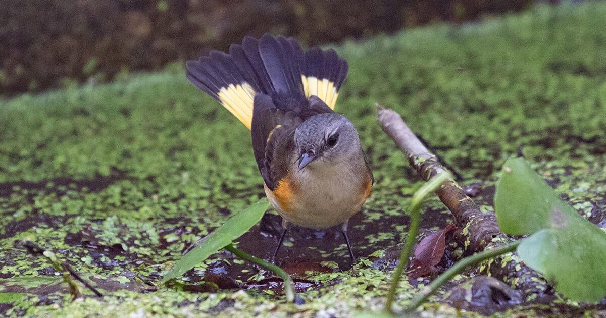 Start the season with the flashy, colorful American redstart | On the ...
