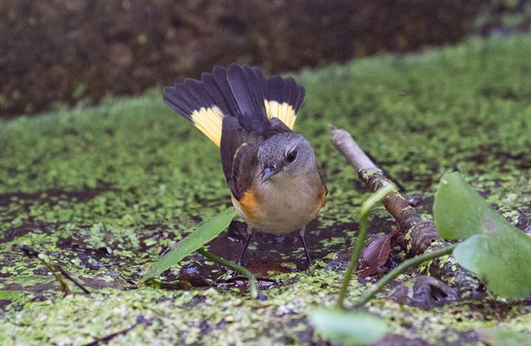 Redstart Flapping Start the season with the flashy, colorful American redstart | On the ...