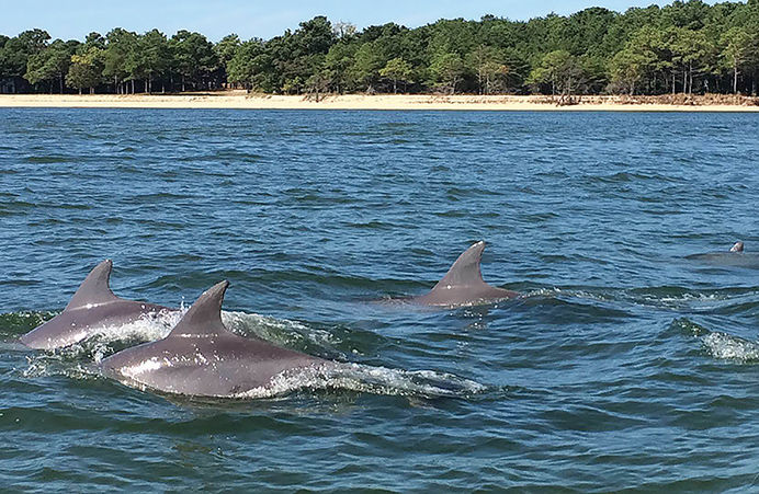 Are there dolphins in the Chesapeake Bay?