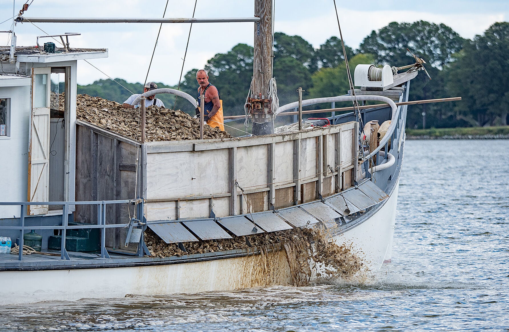 Bill could open future Bay oyster sanctuaries to commercial harvest
