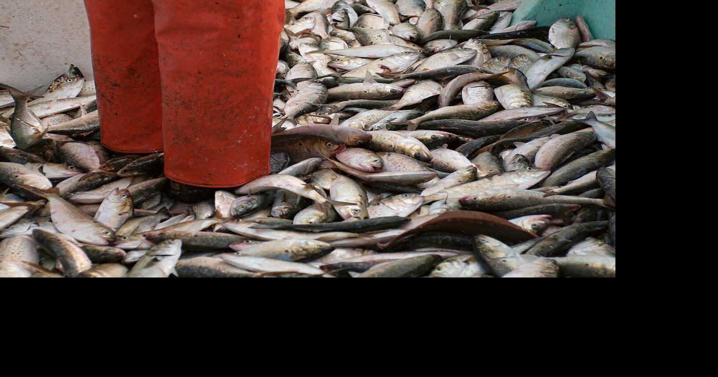 For menhaden, it’s a matter of law, not discretion