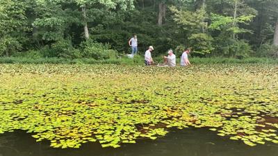 Invasive water chestnut frustrates containment efforts in Virginia