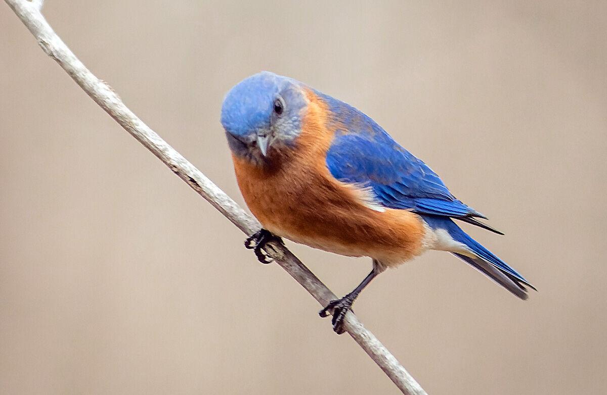 If you build it (a birdhouse), the bluebirds will come