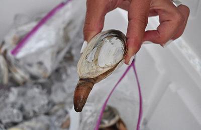 Study on soft-shell and razor clams delivers more questions than answers