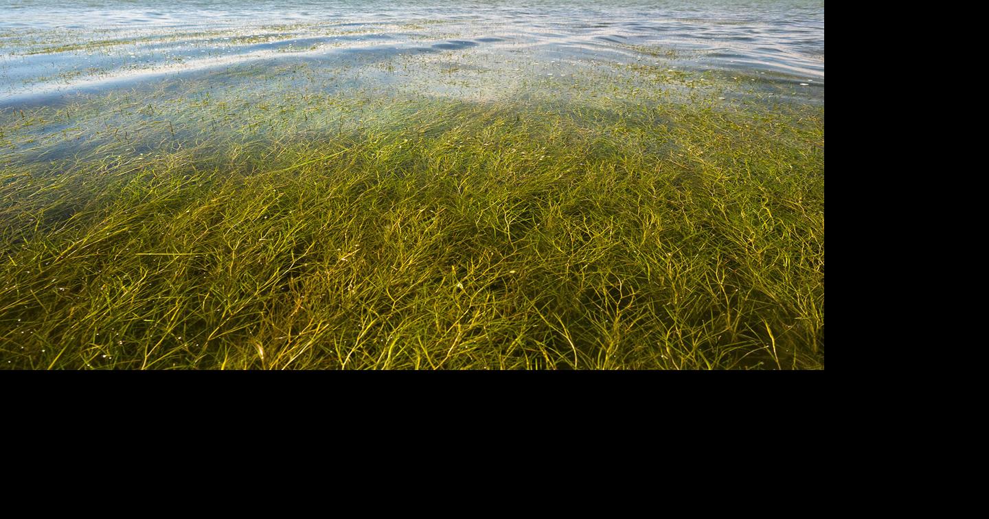 After 40 years, Chesapeake Bay Program yields mixed results | Pollution ...