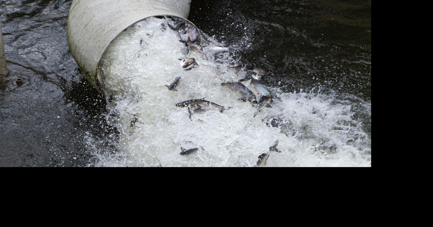 Biologists use trucks to help shad reach spawning ground | Fisheries ...