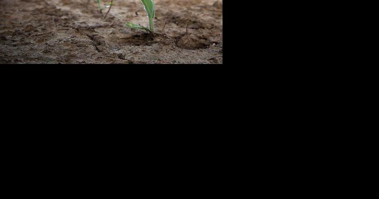 Chesapeake states to get millions for climate-smart ag practices - Vimarsana News