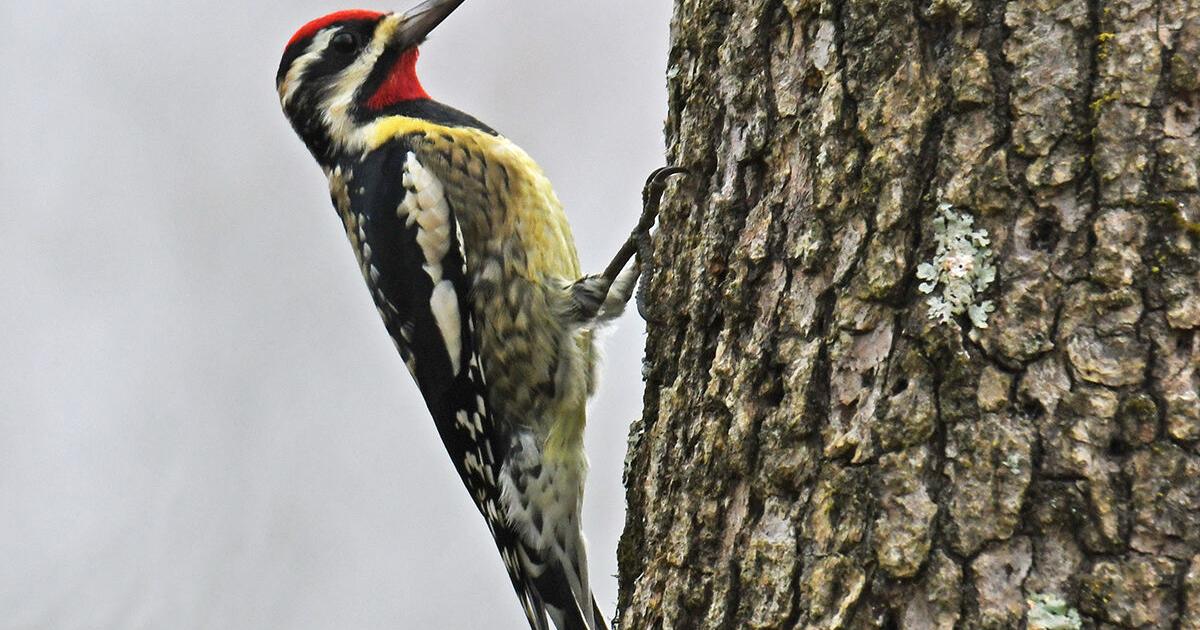 The yellow-bellied sapsucker: a woodpecker with a twist