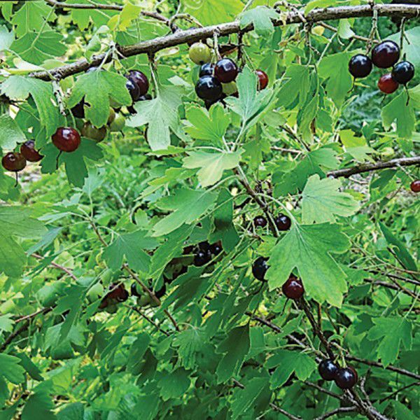 Miljøvenlig lancering korrelat Forest garden bearing fruit as both food producer, water filter | Wildlife  & Habitat | bayjournal.com