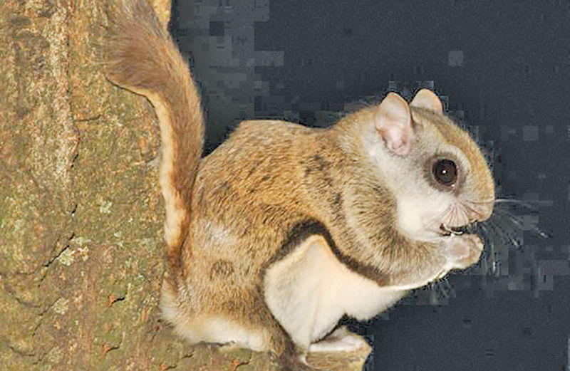 Hope For Wildlife - This little Northern Flying Squirrel was