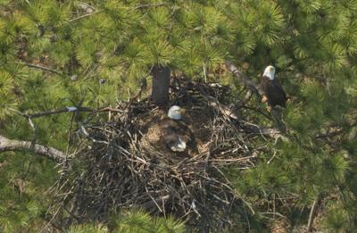 Eagles guarding nest