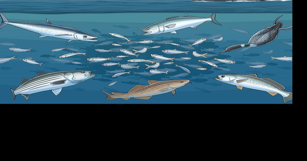 What feeds the fish in the Chesapeake Bay? | Fisheries | bayjournal.com
