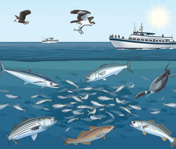 Fish forage for menhaden