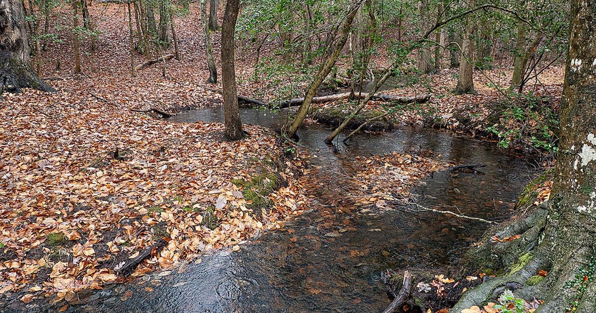 Pristine or well managed? A case for sustainable forestry.