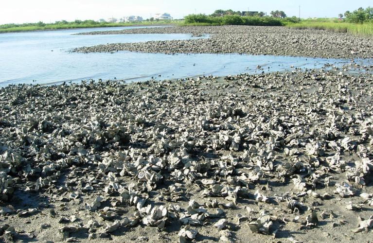 Florida shoreline oysters