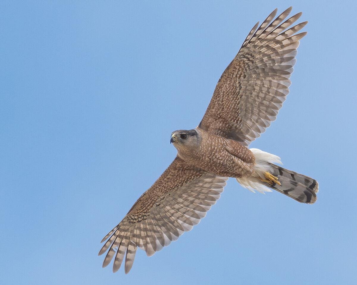 Red-tailed Hawk  The Peregrine Fund