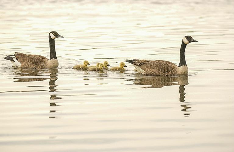 Resident geese: a water quality problem or just fuss feathers