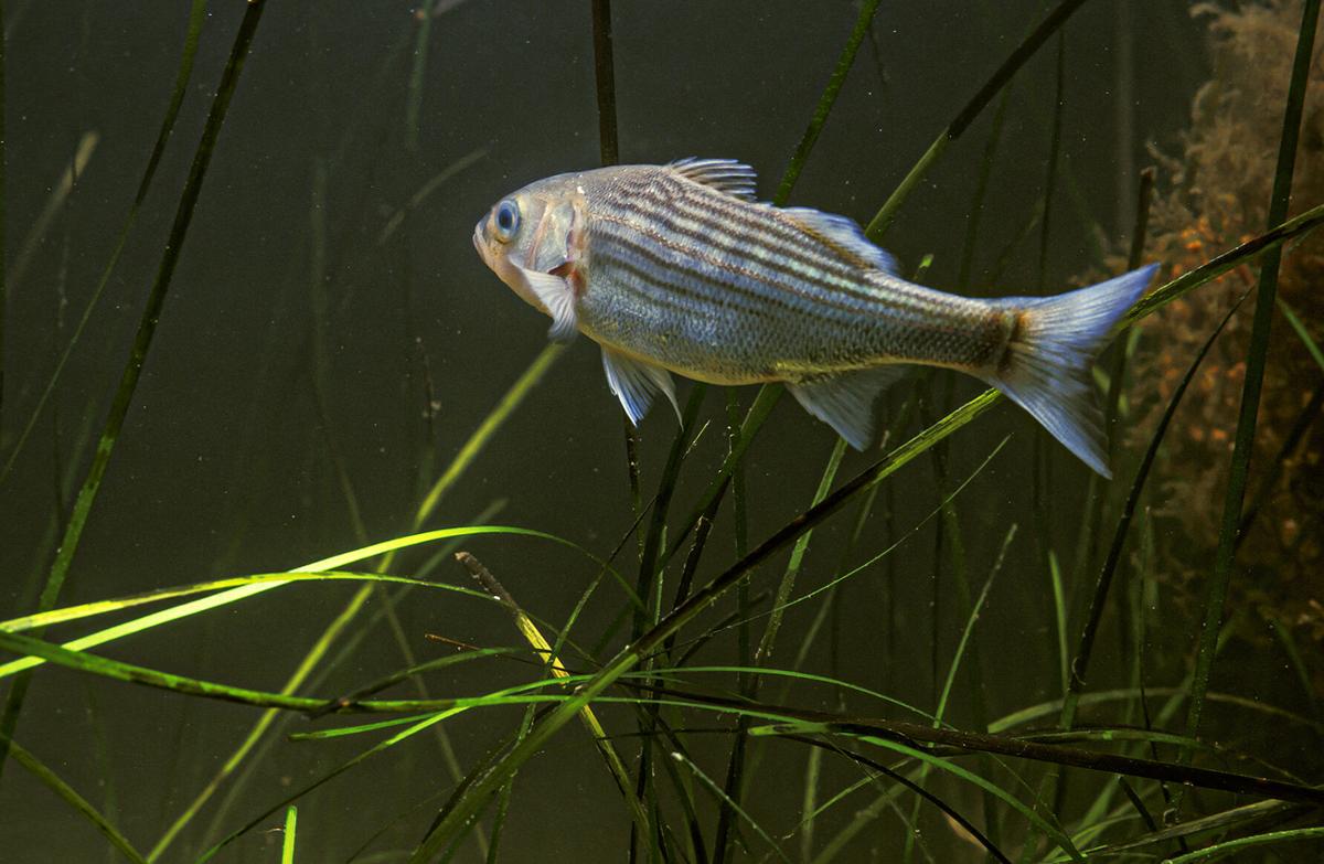 Maryland to curb striped bass fishing in spring spawning season