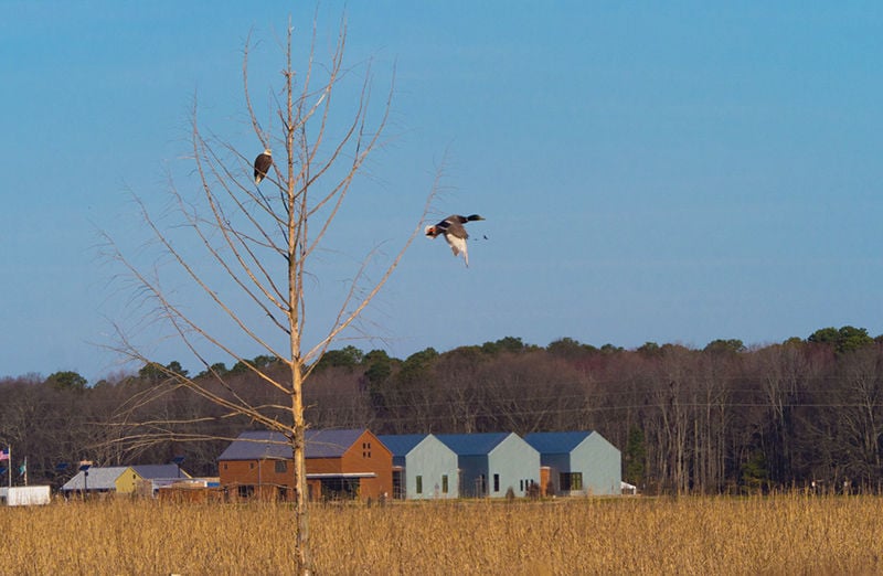 Experience Harriet Tubman S Eastern Shore Travel Bayjournal Com