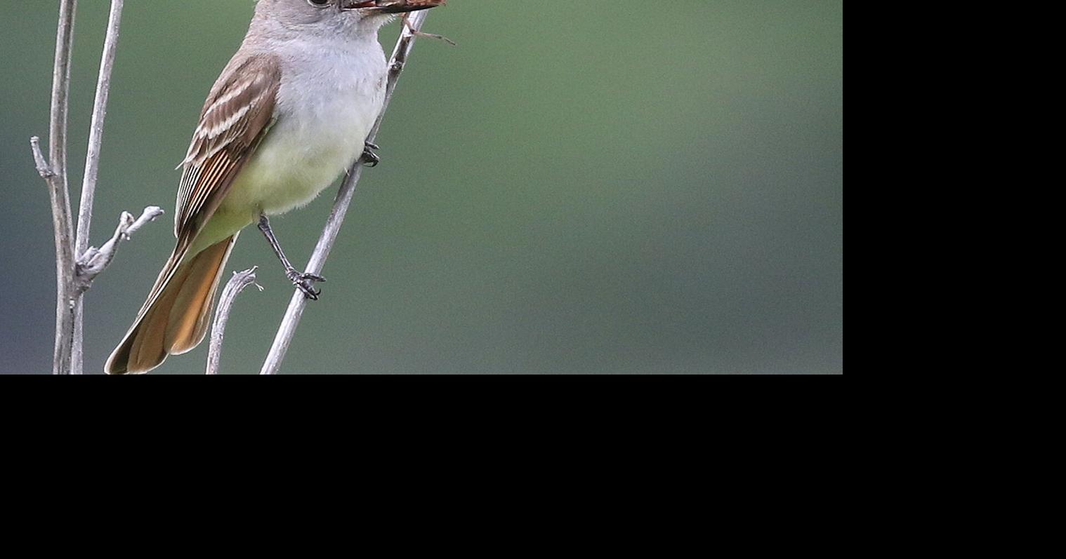 Great crested flycatchers: our backyard bug bombers | On the Wing ...