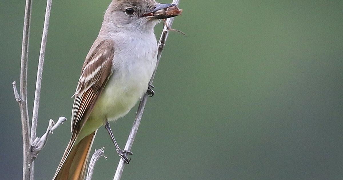 Flycatcher Insect Great crested flycatchers: our backyard bug bombers | On the Wing ...