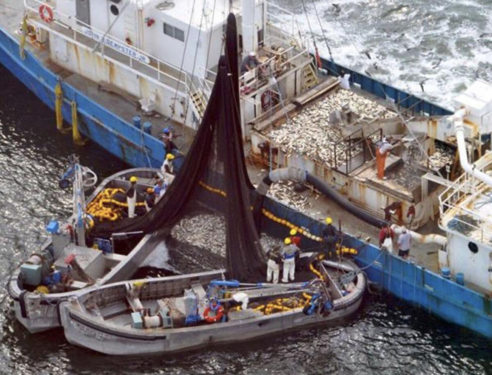 Public hearings set on curbing Bay menhaden harvest