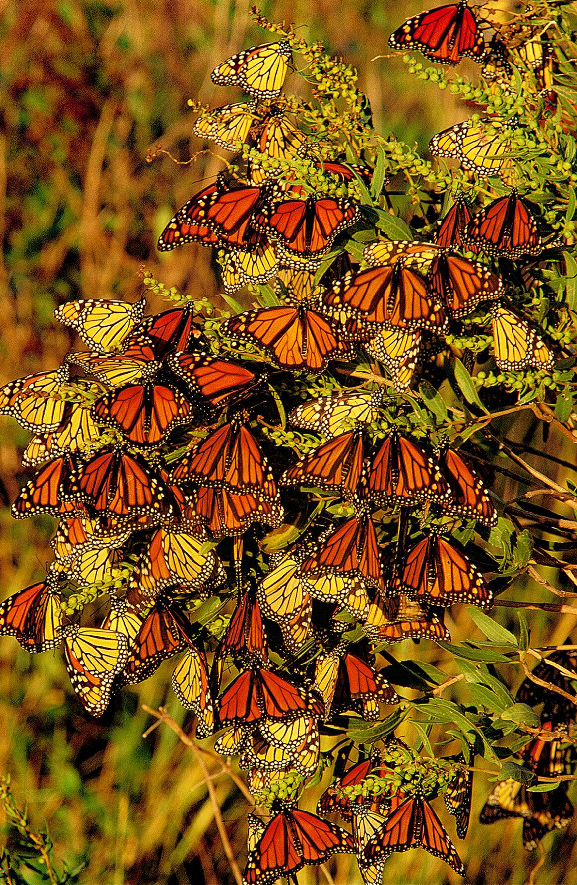 A lazy paddle, a river of monarch butterflies and the wonder of the