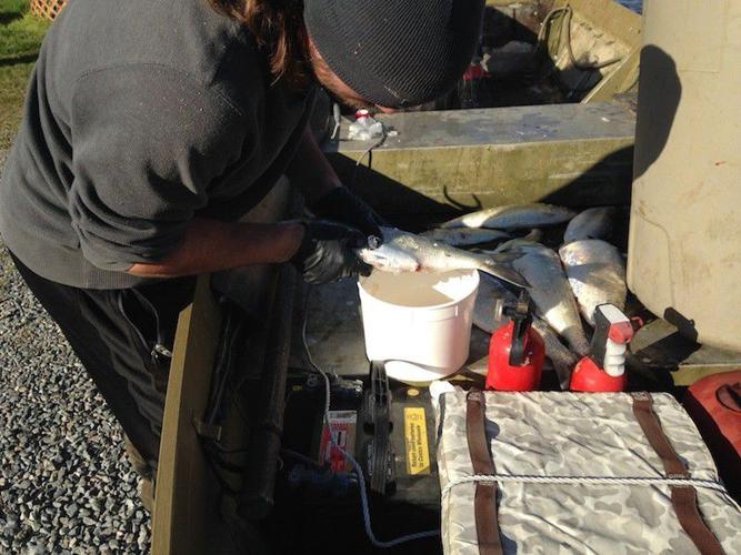Pamunkey Indian fish hatchery continues shad restoration efforts