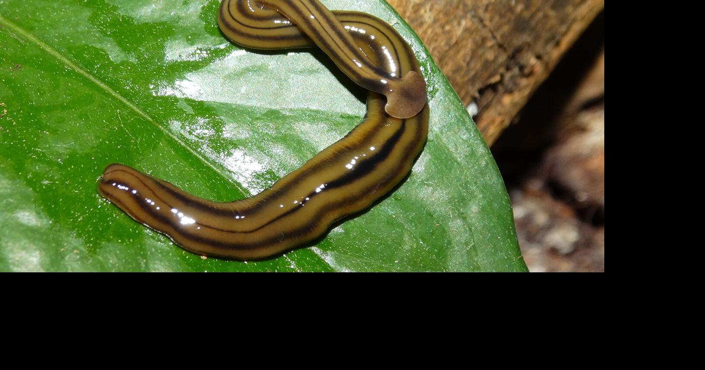 Hammerhead worms: the social media stars no one asked for, Wildlife &  Habitat