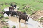 Cattle in creek, VA