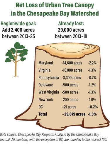 Chesapeake Bay region loses ground in efforts to increase tree canopy | Climate change ...