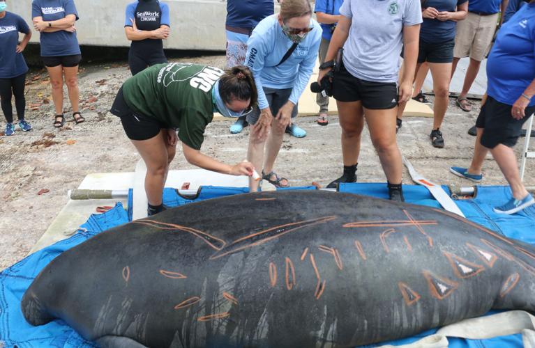 Chessie the manatee rescued