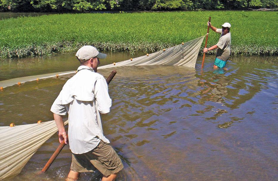 Climate change linked to decline of smallmouth bass in Potomac - The Chesapeake Bay Journal