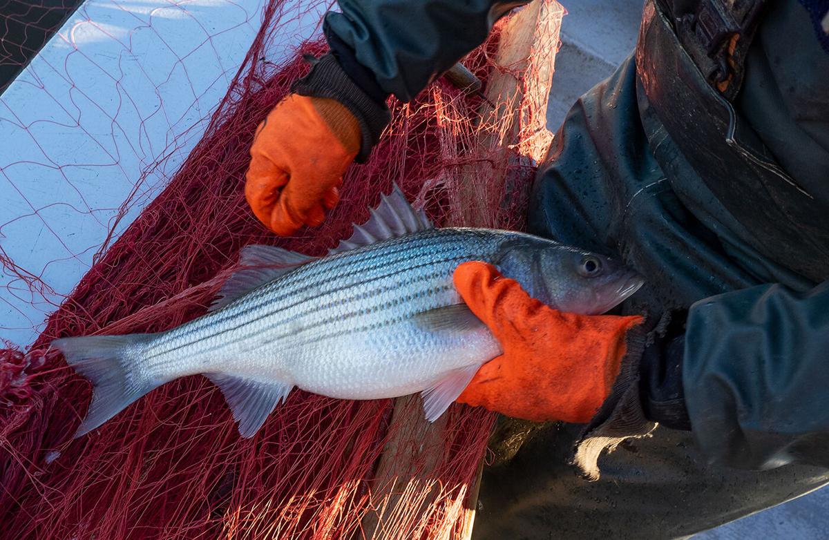 New regulations credited for decrease in striped bass harvest