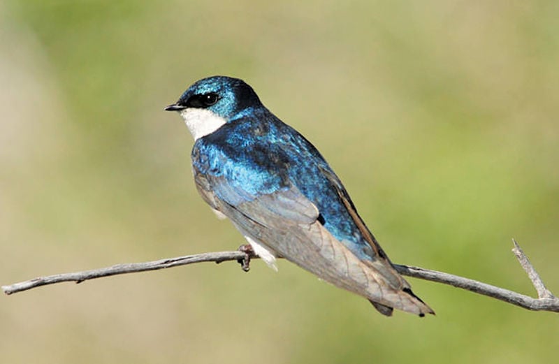 Joyful flight of the tree swallow is poetry in motion | On the