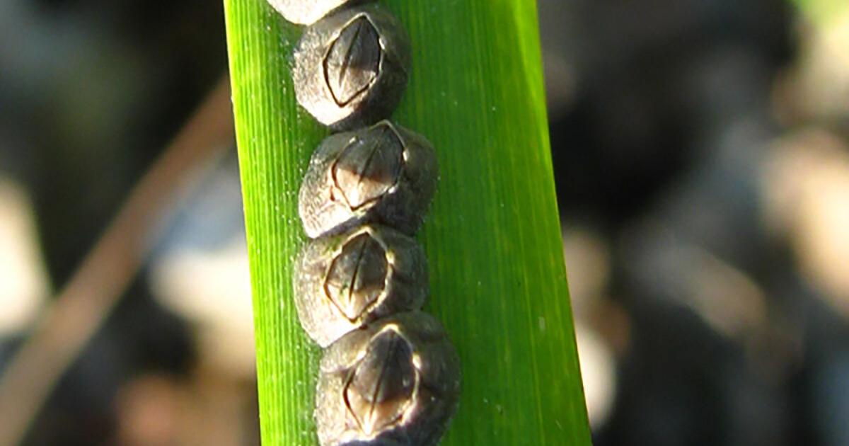 A closer look at barnacles, the original Super Glue | Bay Naturalist ...