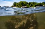 Underwater view of oysters