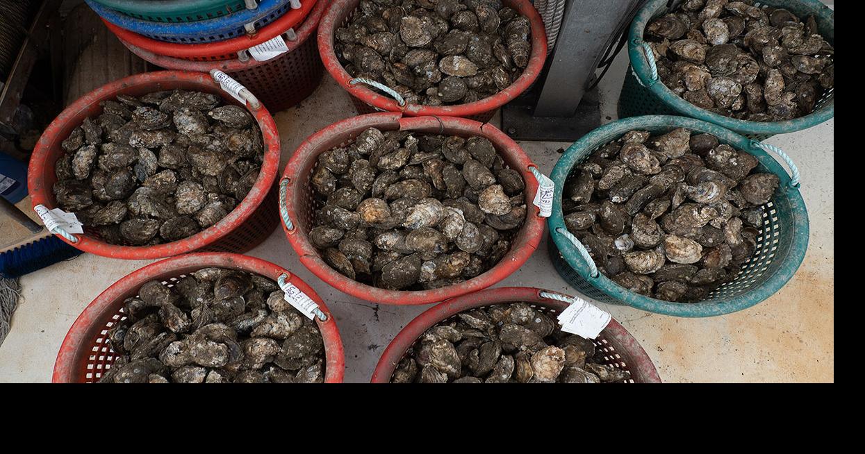 Bushels of oysters