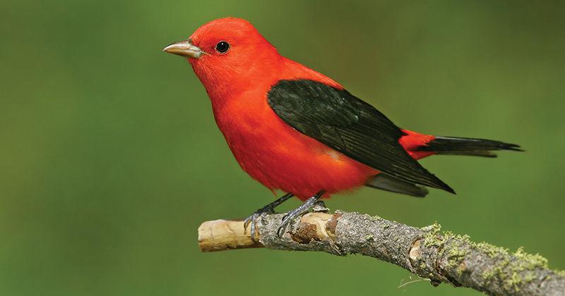 Scarlet tanager's startling red flash like fireworks in the forest | On the Wing | bayjournal.com