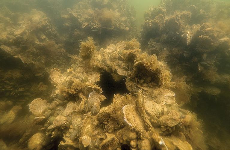 Oyster wars Volunteers, watermen, vie over sanctuaries Fisheries