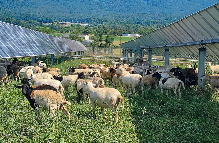 Sheep grazing on solar farm