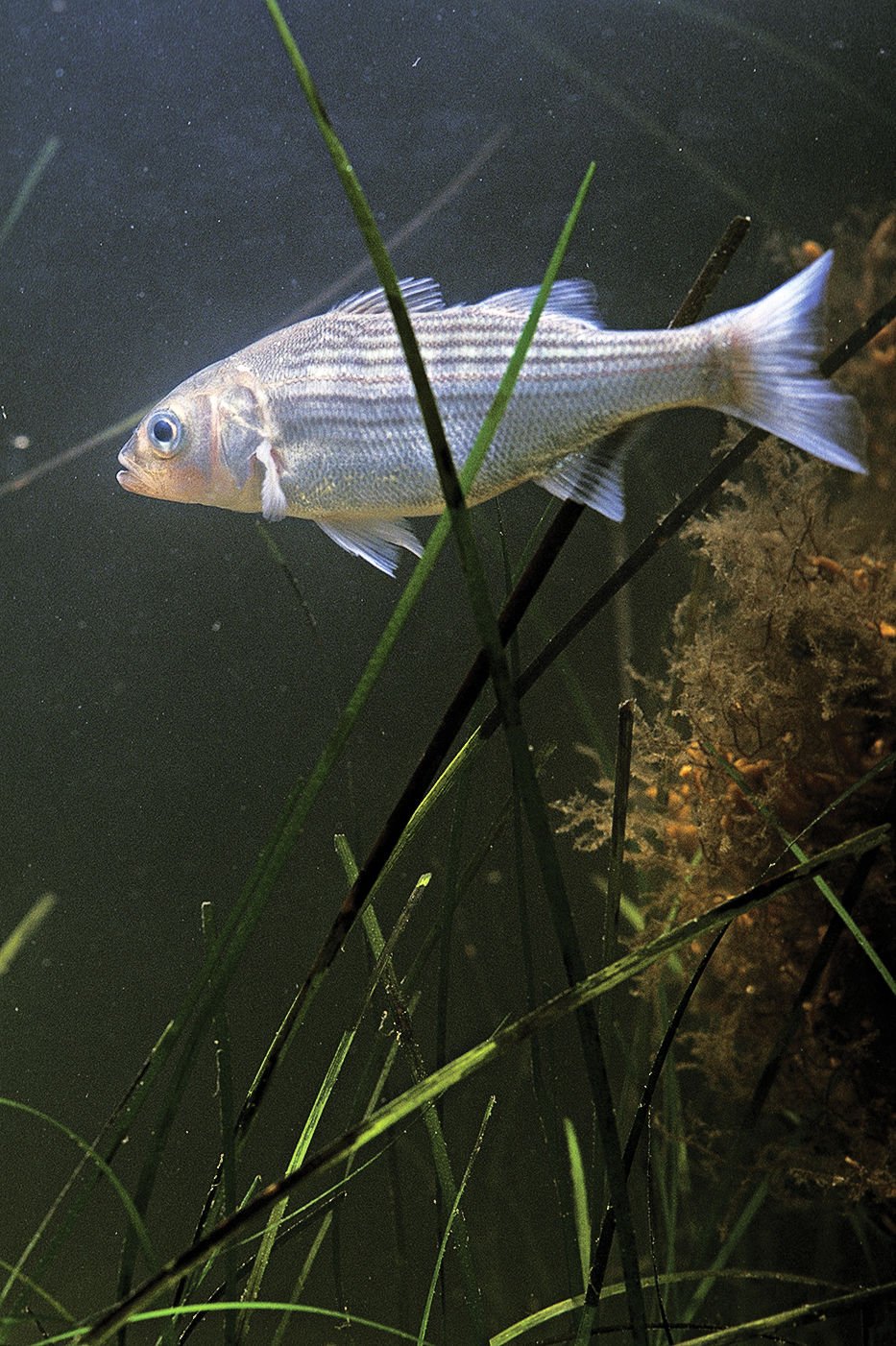 New striped bass fishing curbs eyed amid poor spawning in